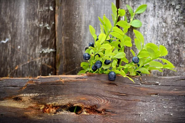 Forest blueberry twigs — Stock Photo, Image