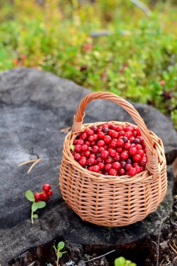 sepet içinde taze kızılcık