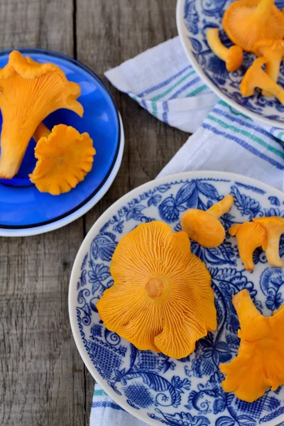 Champiñones Chanterelle en platos azules —  Fotos de Stock