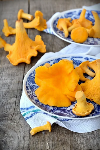 Chanterelle mushrooms in blue plates — Stock Photo, Image