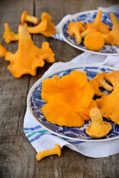 Chanterelle mushrooms in blue plates — Stock Photo, Image