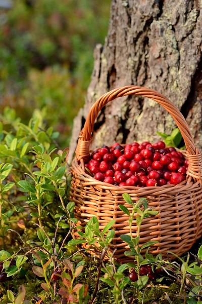 Frische Preiselbeeren im Korb — Stockfoto