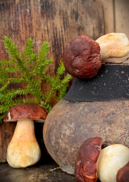 Mushroom Boletus over Wooden Background — Stock Photo, Image