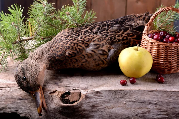 Τραυματίες duck άγρια κυνηγός — Φωτογραφία Αρχείου
