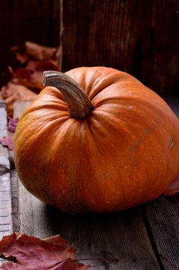 Kabak üzerinde eski bir ağaç natürmort sonbahar 