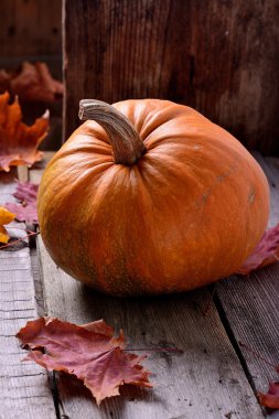 Kabak üzerinde eski bir ağaç natürmort sonbahar 