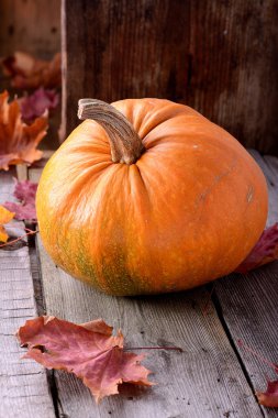 Kabak üzerinde eski bir ağaç natürmort sonbahar