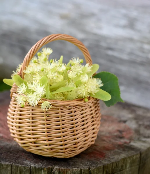 Fiori di tiglio medico raccolta cesto di vimini sull'erba estiva — Foto Stock