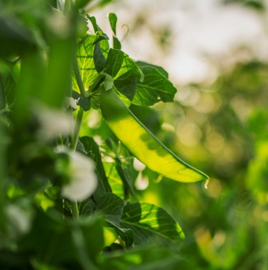 Akşam güneşi parlayan dal yeşil bezelye