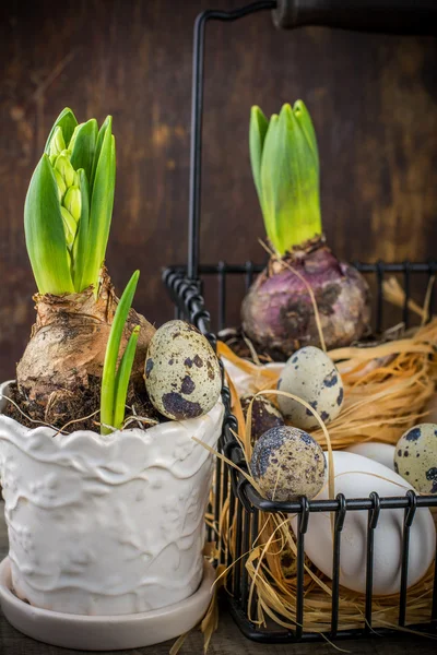 Decorazione primaverile con uova di quaglia e fiore di giacinto — Foto Stock