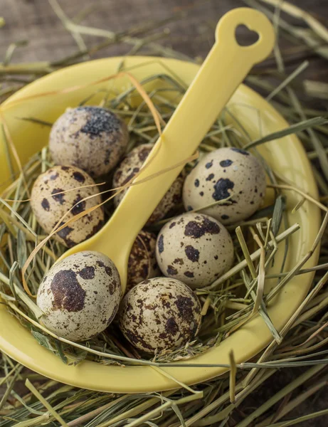 Ouă de prepeliță văzute în castron — Fotografie, imagine de stoc