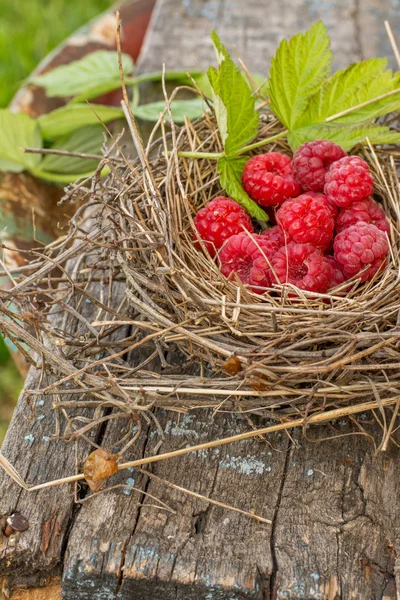 Fresh organic raspberries in a nest of straw — Φωτογραφία Αρχείου