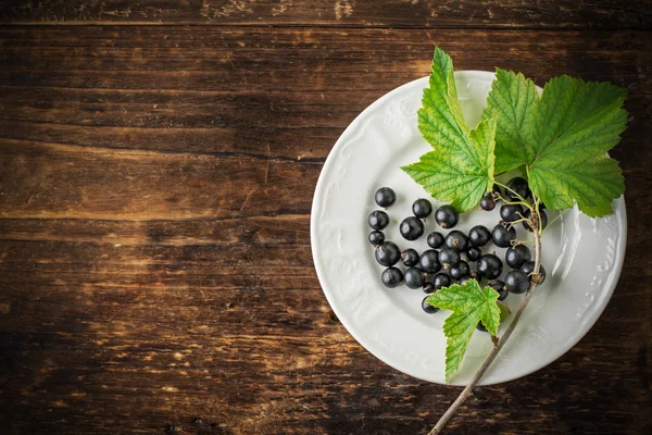 The white ceramic plate with sprig of black currant — Stock Photo, Image
