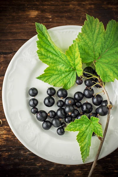 The white ceramic plate with sprig of black currant — Stock Photo, Image