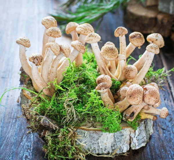 Gruppe wilder Waldpilze auf Holzsäge geschnitten — Stockfoto