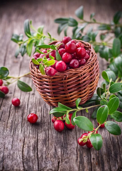 Cranberries frescas em uma cesta — Fotografia de Stock