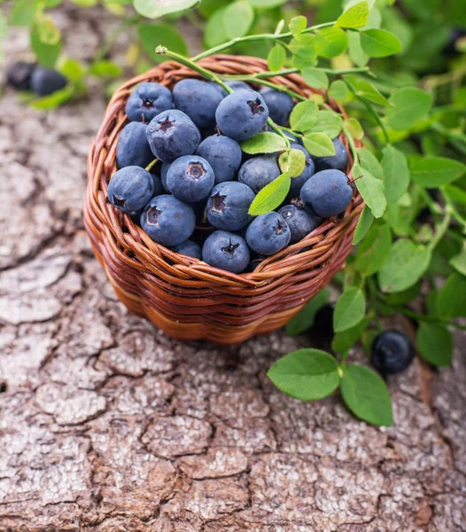 Fresh blueberries in a little basket — Stock Photo, Image