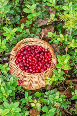 Sepet ormanın içinde taze kızılcık