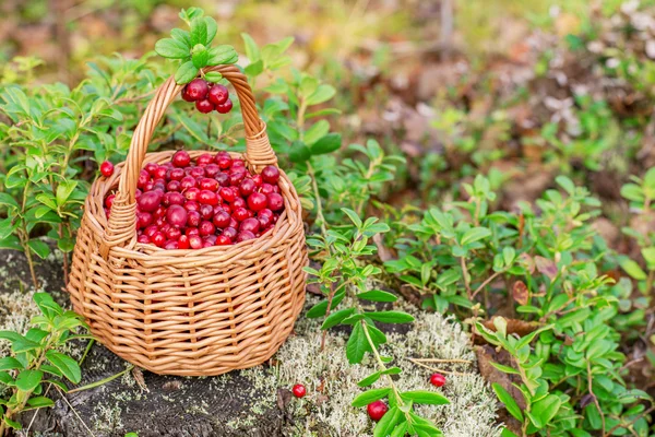 Fresh cranberries in a  basket the forest — Stock Photo, Image