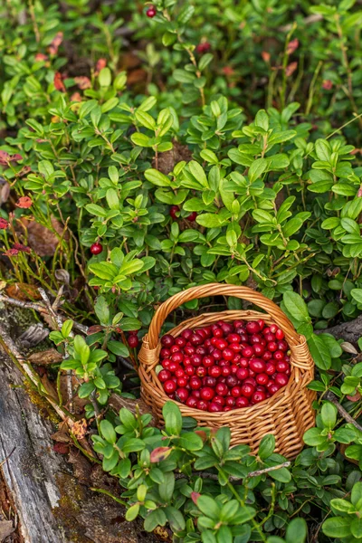 Fresh cranberries in a  basket the forest — Stock Photo, Image