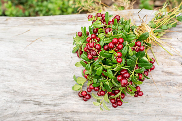 Ripe wild lingonberries