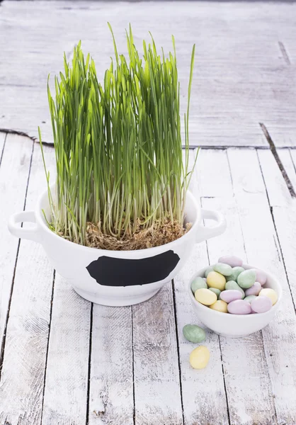 Coppa con germogli d'erba per Pasqua — Foto Stock