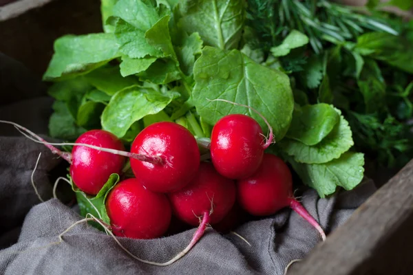 Colheita de rabanetes naturais frescos alimentação orgânica saudável — Fotografia de Stock