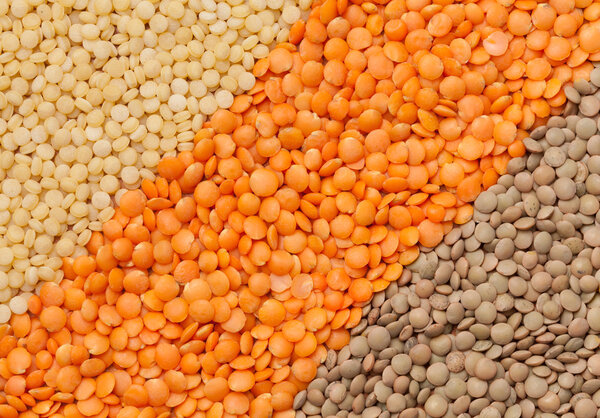 Разнообразие типов чечевицы
