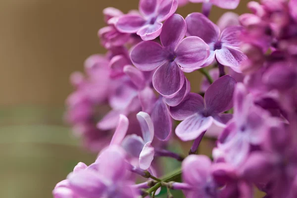 Massa lila våren blommande lila blommor — Stockfoto