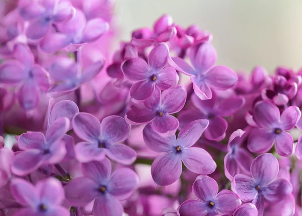 Lila lila blommor i blossom — Stockfoto