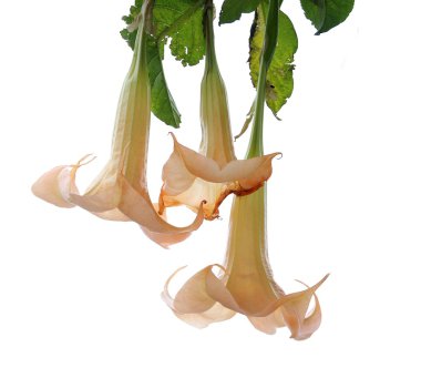 Tatula
