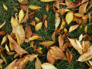 Sonbahar Yaprakları