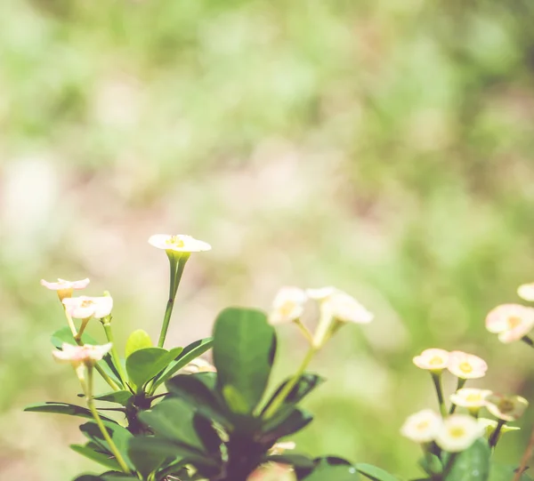 Korona kwiatu ciernie z bliska — Zdjęcie stockowe