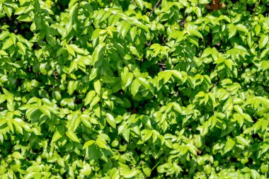 yeşil yaprakları duvar