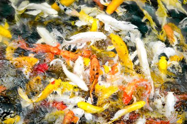 Koi balığı gölde 