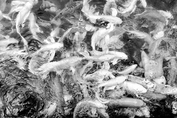 Koi peces en el estanque, fondo natural colorido, Fa —  Fotos de Stock