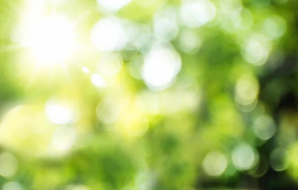 Fondo borroso, rayos de sol detrás de la luz bokeh árbol verde — Foto de Stock