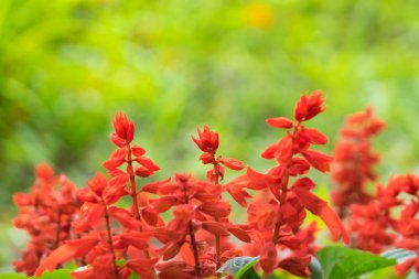 Kırmızı Çiçek Tarlası