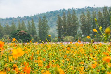 Sarı flowe görünümünü manzara