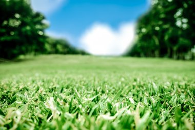 Yeşil çim alanı kapatın