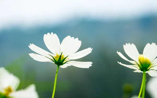 Cosmos campo de flores — Foto de Stock