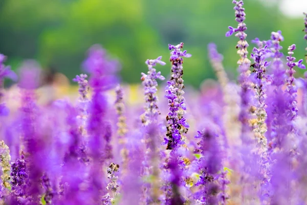 Lavendelblommans fält — Stockfoto
