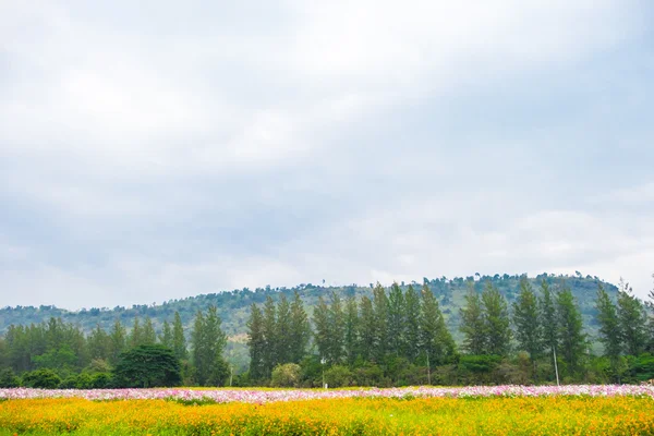 松の木と黄色い花畑 — ストック写真