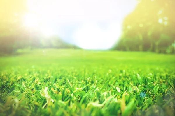 Close-up van groen grasveld — Stockfoto