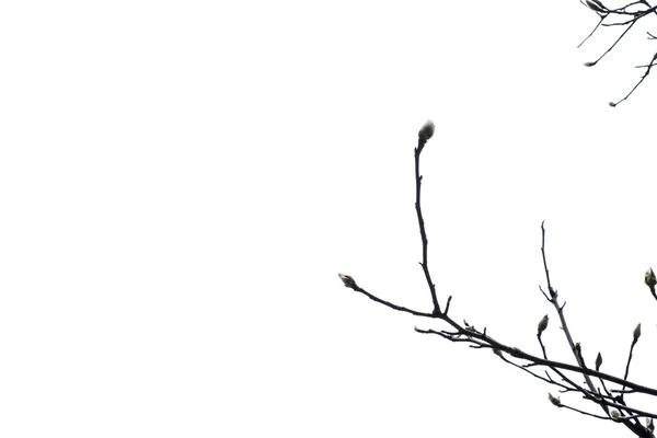 Sylwetka gałęzi drzewa — Zdjęcie stockowe