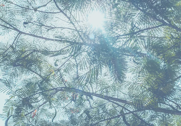 Branch of trees with sky — Stock Photo, Image