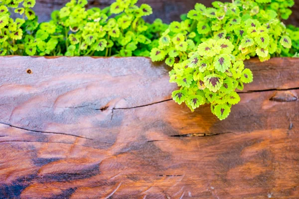 Cerca de la planta verde — Foto de Stock