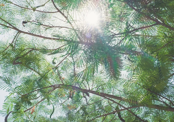 Глядя вверх на зеленое дерево — стоковое фото