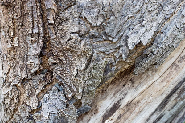 Close up big tree bark texture — Stock Photo, Image