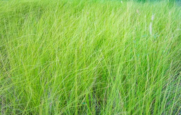 Закрыть зеленую траву — стоковое фото